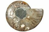 Cut & Polished Ammonite Fossil (Half) - Madagascar #292833-1